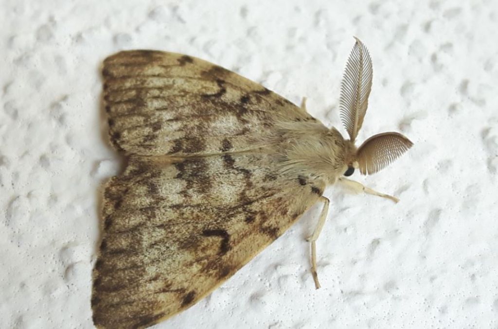 Lymantria dispar  (Erebidae Lymantriinae)